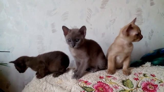 Бурма. Шоколадная бурма, соболиный мальчик и бурма голубогоокраса смотреть онлайн