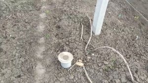 Виноградная шпалера из бетонных столбов.