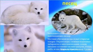 Животные Севера и Антарктиды