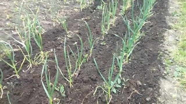 ЧЕСНОК желтеть не будет! 100%. ВАЖНАЯ весенняя подкормка чеснока. #чеснок #подкормка смотреть онлайн