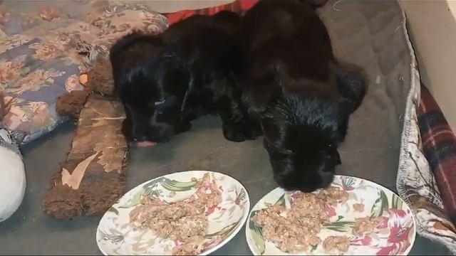 Питомник Альба Омега предлагает щенков Скотч терьера