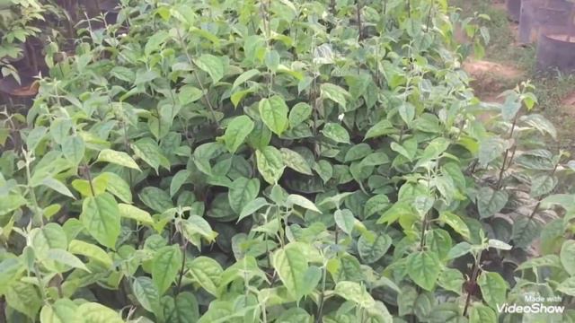 Chia sẻ về cách trồng và chăm sóc hoa ngọc nữ смотреть онлайн