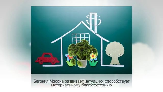 Комнатные растения по знаку зодиака. РАК (22 июня — 22 июля) смотреть онлайн