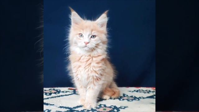кремовый котик мейн-кун 2 месяца смотреть онлайн