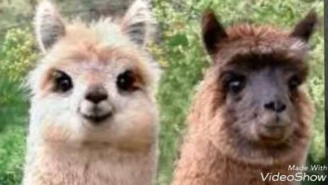 ?ТОП 10 САМЫХ НЯШНЫХ ЖИВОТНЫХ? смотреть онлайн