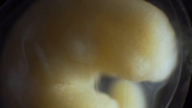 Рождение тритона