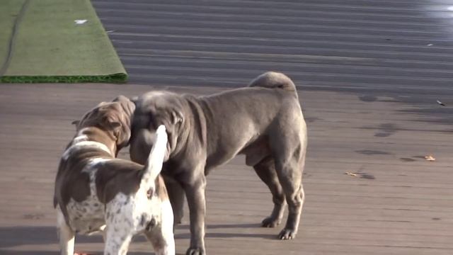sharpei puppies 4.5 weeks old смотреть онлайн