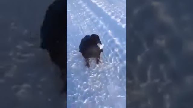 ☆Умные птицы смотреть онлайн