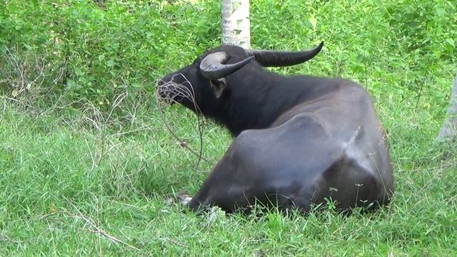Отдыхающий буйвол на Самуи смотреть онлайн
