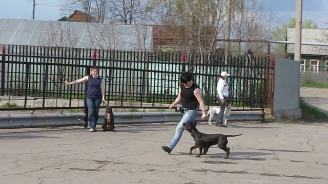 American Pit Bull Terrier Занятия по хендлингу 22.4.12 Коррида Терри. смотреть онлайн