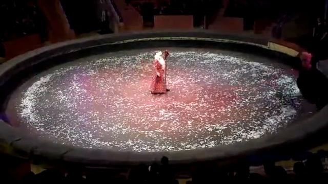 Цирк в Сочи 5.01.2018г смотреть онлайн