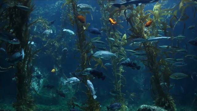 CORAL REEF AQUARIUM COLLECTION • 12 HOURS • BEST RELAX MUSIC • SLEEP MUSIC смотреть онлайн