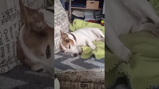 Джек Рассел терьер куда-то бежит и на кого-то скалится во сне смотреть онлайн