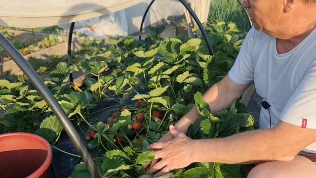 Клубника Азия смотреть онлайн