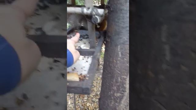 Белочка кушает кедровые орешки смотреть онлайн