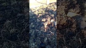 Мотоблок eco на 13 л.с