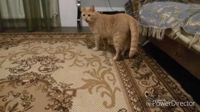 Кот дышит как пес смотреть онлайн