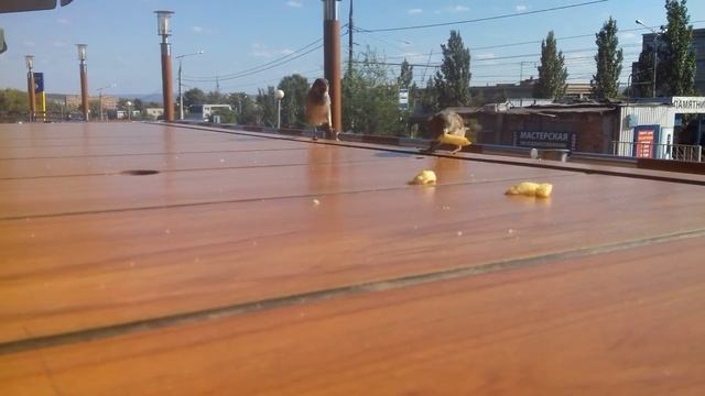 И воробьи едят в #макдональдс.And sparrows eat at # McDonald's смотреть онлайн