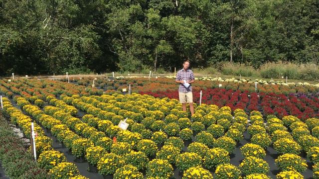 Riverbend Nursery Plant Premiere Week 39-Garden Mums! смотреть онлайн