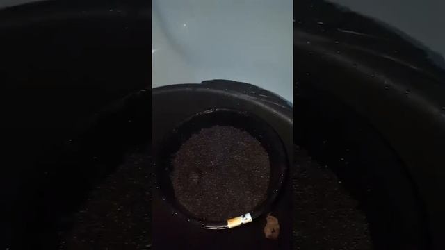 Посев семян острого перца "Огонек". смотреть онлайн