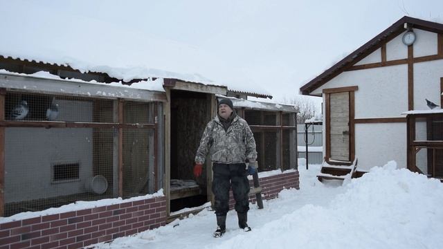 ЗАКОНЧИЛИ РЕКОНСТРУКЦИЮ. ПОТЕПЛЕЛО. Голуби довольны. Инфракрасные полы работают в штатном режиме. смотреть онлайн