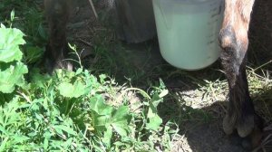 Дойка КАМЕРУНСКИХ коз. Сколько молока получилось?