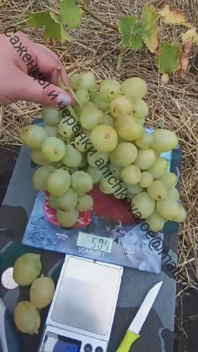 ВАЛЕК. ВИНОГРАД С НЕПОВТОРИМЫМ ДЮШЕСНЫМ МУСКАТОМ. 2023 ГОД. вИНОГРАД СРЕДНЕЙ ПОЛОСЫ.