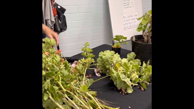 How to take cuttings of Zonal Pelargoniums - Joyce Gepp смотреть онлайн