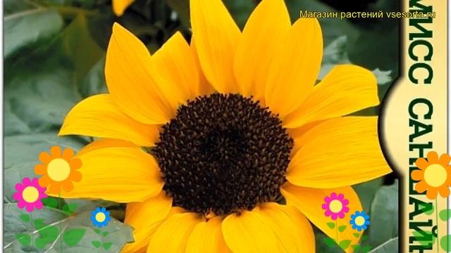 Подсолнечник карликовый Мисс Саншайн. Краткий обзор, описание Helianthus Annuus Miss Sunshine