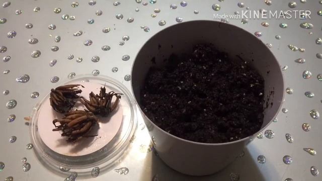 Как посадить ранункулюс? Легко!