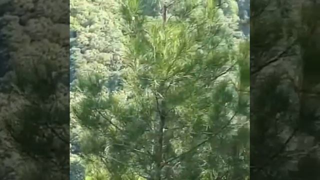 Джанхот октябрь 2018Наш домик с красной крышей виден с горы напротив