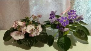 Мошки на фиалках. Что делать? Эффективные методы.