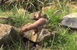 Горностай против Кролика.mp4