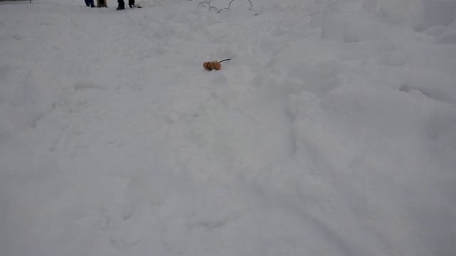 Как отучить собаку подбирать еду на улице с помощью тракторного магнэто.(Эксперимент)№4 смотреть онлайн