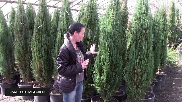 Можжевельник скальный Блу Эрро (арроу) / Можжевельник посадка и уход / хвойные растения