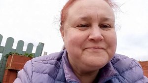 Львиный зев .Посадка в открытый грунт.