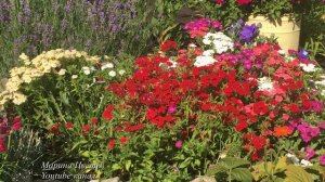 Флокс Друммонда однолетний . Цветник без забот .