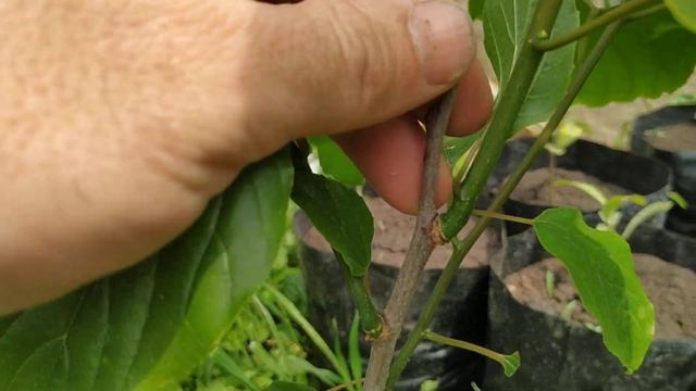 Говения сладкая (Hovenia dulcis) трёхлетние растения?? смотреть онлайн