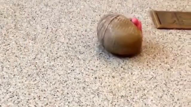 Домашний броненосец смотреть онлайн