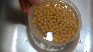 Как прорастить нут без трудностей за 2-3 дня