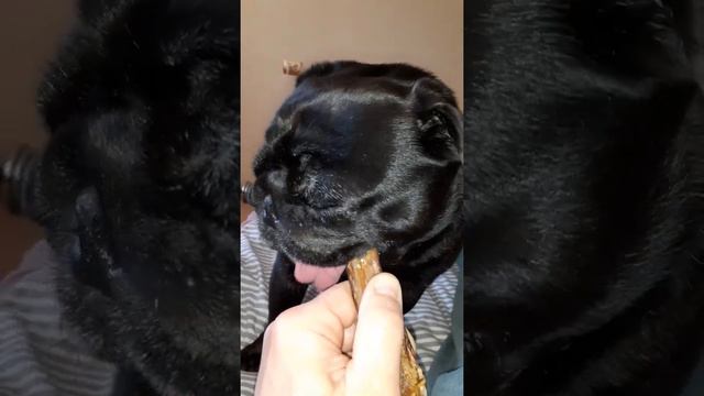 мопс грызёт вкусняшку смотреть онлайн