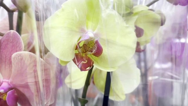 Свежий завоз орхидей просто ВАУ!!! смотреть онлайн
