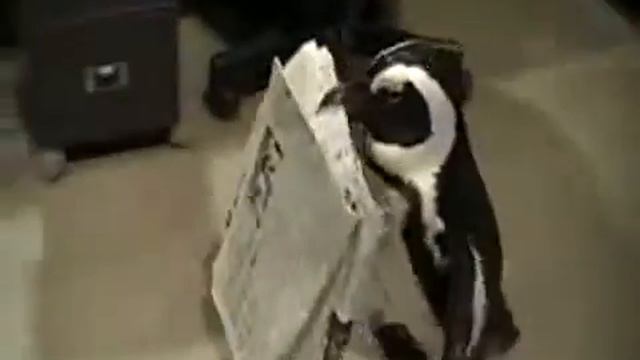 Дрессированный пингвин смотреть онлайн