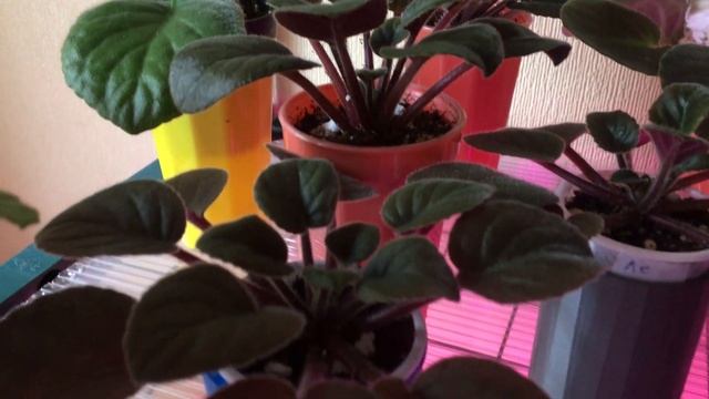 Фиалки на стеллаже. Момент радости. смотреть онлайн