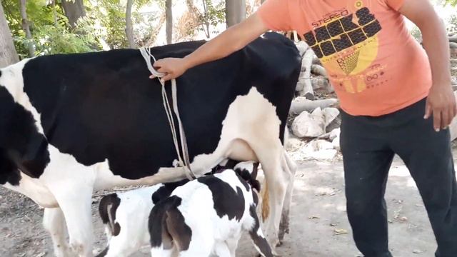 СРОЧНО ГОВИ ФУРУШИ 2-ГОНИК ЗОЙ 2ТА БУҚАЧА ДОРА АЗ КАНАЛИ @user-vd3uy4fv9i смотреть онлайн