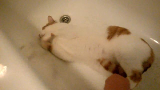 Смешной Кот. Разговор с Котом :) смотреть онлайн