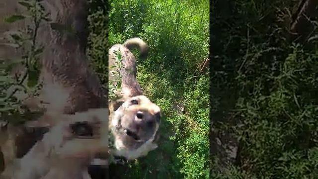 Лайма есть зелёную сливу смотреть онлайн