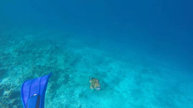 Атака Рыбы-триггера! Triggerfish attack! смотреть онлайн