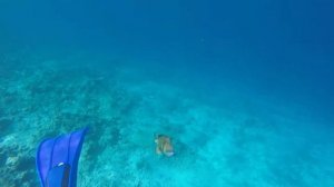 Атака Рыбы-триггера! Triggerfish attack!