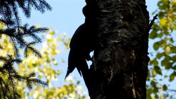 Чёрный дятел (Dryocopus martius) Окр. Селятино (Московская обл.) 13.07.2022